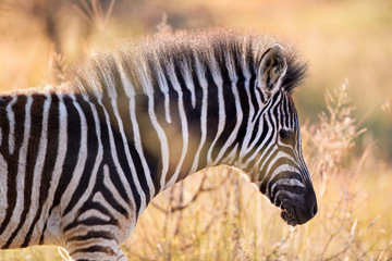 Portrait of Hartmann's mountain zebra foal, Equus zebra hartmannae in colorful light of setting sun. African wildlife, vivid colors. Traveling Pilanesberg national park, South Africa.