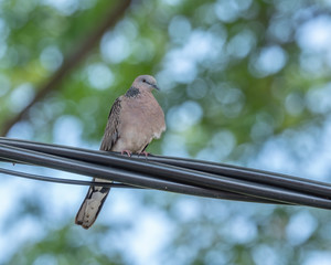 The Spotted Dove (Spilopelia chinensis) perched on a wire is a small and somewhat long-tailed pigeon that is a common resident breeding bird across the Indian subcontinent and Southeast Asia