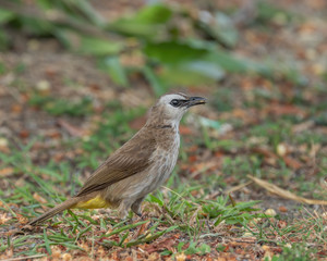 The Yellow-vented Bulbul (Pycnonotus goiavier) on a grass is a member of the bulbul family of passerine birds.