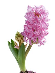 pink hyacinth close up isolated