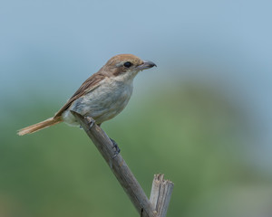 Brown Shrike (Lanius cristatus) perched on a pole with blurry background is a bird in the shrike family that is found mainly in Asia