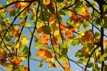 autumn leaves on tree