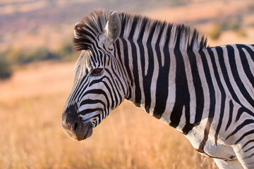 Fototapeta na wymiar Portrait of Hartmann's mountain zebra, Equus zebra hartmannae in colorful light of setting sun. African wildlife, vivid colors. Traveling Pilanesberg national park, South Africa.