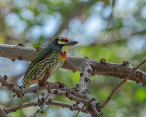 The Coppersmith Barbet (Psilopogon haemacephalus)  is an Asian barbet with crimson forehead and throat, known for its metronomic call that sounds similar to a coppersmith striking metal with a hammer.