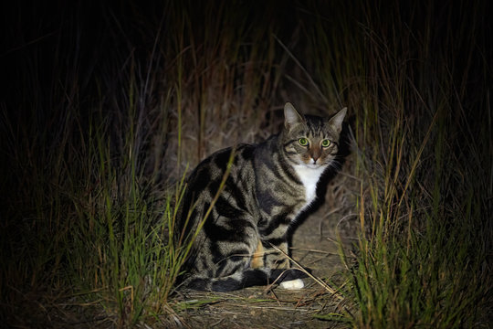 Wild domestic cat, colored like a margay cat. Pilanesberg National Park, South Africa.