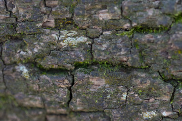 Angel Oak bark