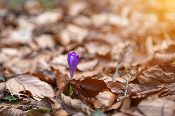 common snowdrop (Galanthus nivalis) flowers. In the forest in the wild in spring snowdrops bloom with sunshine