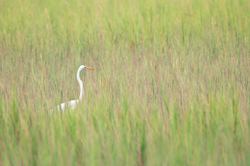 Great Egret