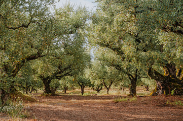 Olive Grove on the island of Greece. plantation of olive trees.