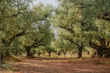 Gordijnen Olive Grove on the island of Greece. plantation of olive trees. © andreiko