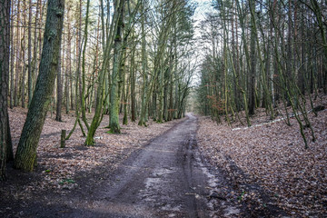 Wolinski National Park in Poland