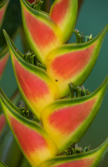 Helikonie (Heliconia bihai) in Costa Rica