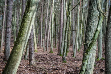 Wolinski National Park in Poland