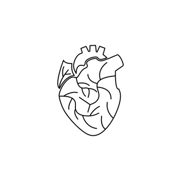 Heart, Man heart, human heart icon
