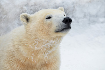 Fototapeta premium polar bear on a background