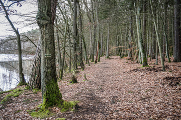 Wolinski National Park in Poland
