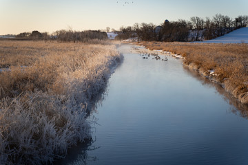 Obraz premium river in winter with geese