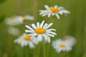 Obraz premium Beautiful wild flowers.