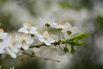 The spring blooming of fruit trees, cherry.