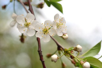 The spring blooming of fruit trees, cherry.