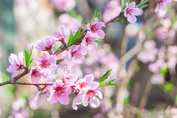 Fototapeta premium Blooming pink branch of peach tree in sunlight, green leaves and pink blurred flowers. Selective focus, beautiful bokeh and vibrant color