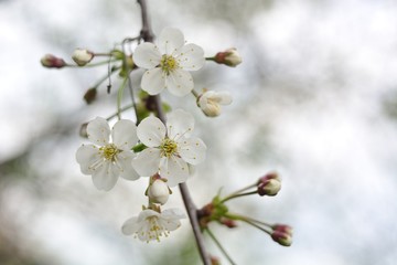 Obraz premium The spring blooming of fruit trees, cherry.