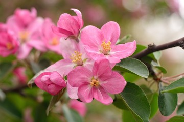Fototapeta premium Spring flowering fruit trees, Apple trees.