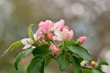 Spring flowering fruit trees, Apple trees.