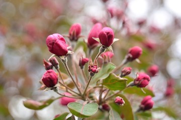 Fototapeta na wymiar Spring flowering fruit trees, Apple trees.