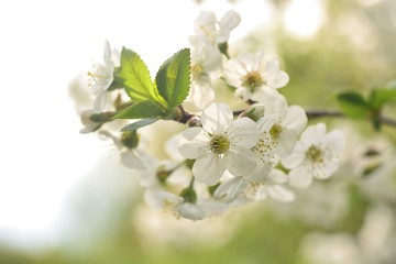 The spring blooming of fruit trees, cherry.
