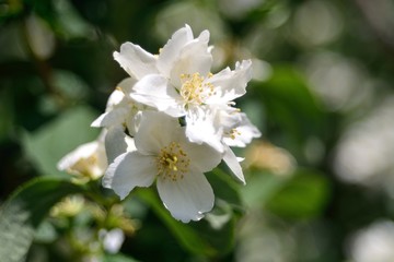 Obraz na płótnie Canvas Jasmine blossom, summer