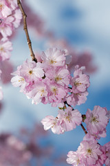 Cherry Blossom against blue sky background vertical
