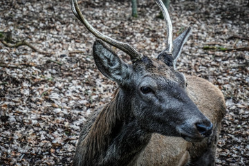 Wolinski National Park in Poland