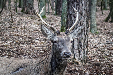 Wolinski National Park in Poland