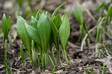 Spring medicinal plant Allium ursinum in the floodplain forest. Also known as wild garlic, ramsons, or bear's garlic. Green plants growing on the ground.