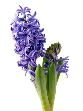 lila flowers of spring plant hyacint close up