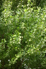沼部の藪、青々と鬱蒼と茂る繁みと木の葉