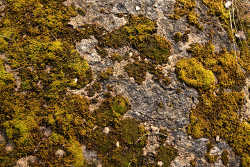 texture of stone rock background