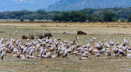 A colony of yellow-billed stork (Mycteria ibis) in front of a group of Gnus