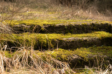 texture old stairs moss background