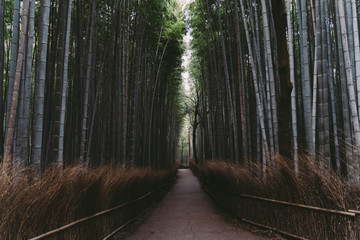 KYOTO ARASHIYAMA