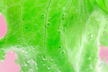 green lettuce leaves close-up, macro. fresh vegetables in water, under water vegetarian food, selective focus