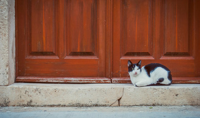 cat by the old door 