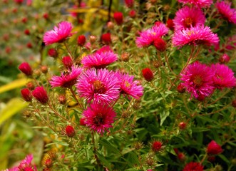 Obraz premium pretty purple asters in a garden