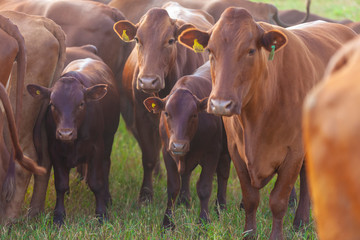 Gado Bonsmara, bezerros e vacas do rebanho de gado, gado selecionado, matrizes premium, tradicional...