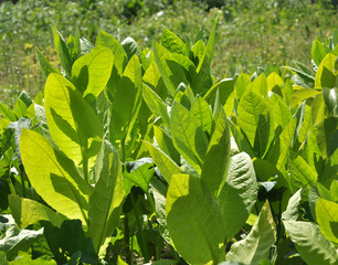 Leaves and stems of tobacco