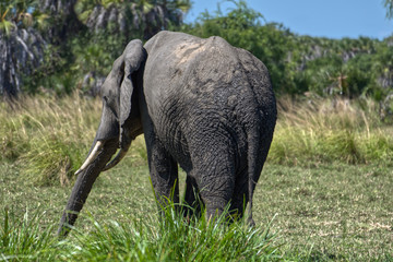 Wilder Elefant in Afrika Selous Tansania