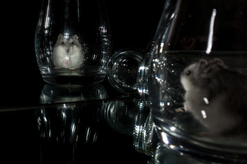 a small hamster plays in a glass vase