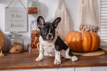 French bulldog puppy sitting on the table, autumn decorations .