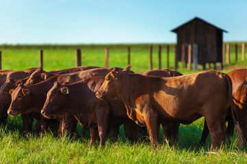 Novilhos de rebanho de gado da raça Bonsmara